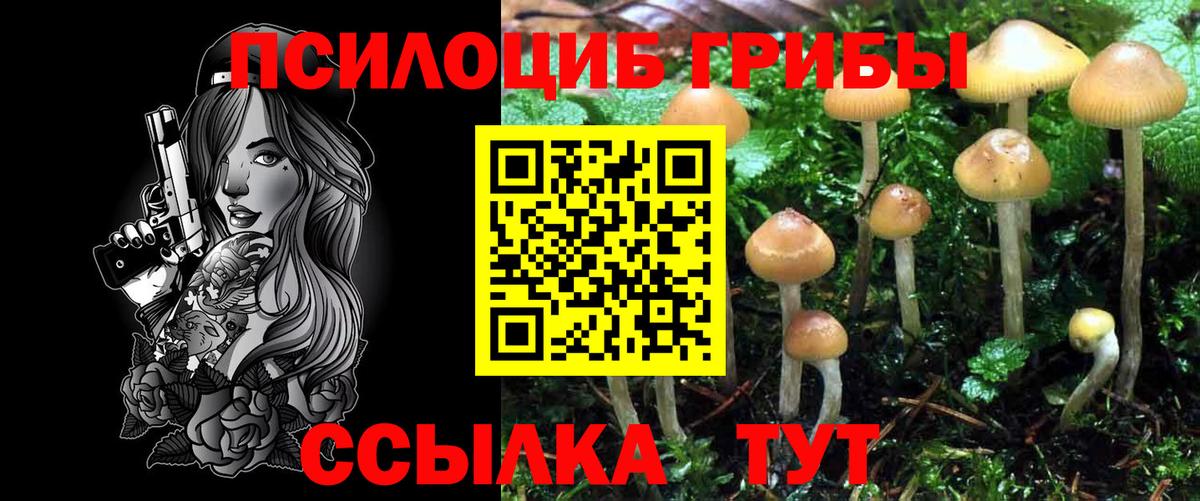 Псилоцибиновые грибы Psilocybe  Вход с VPN  Гудермес  Галлюциногенные грибы мицелий 